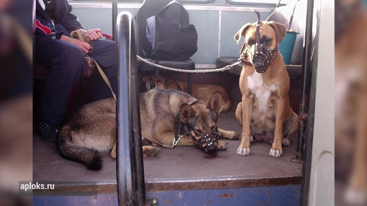 Порядок провоза животных в поездах