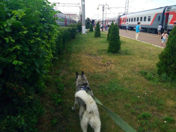 Транспортная полиция России