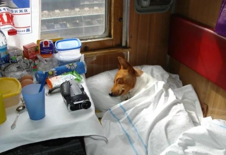 Вагон для животных в поезде