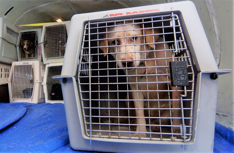 Перевоз животных в самолете