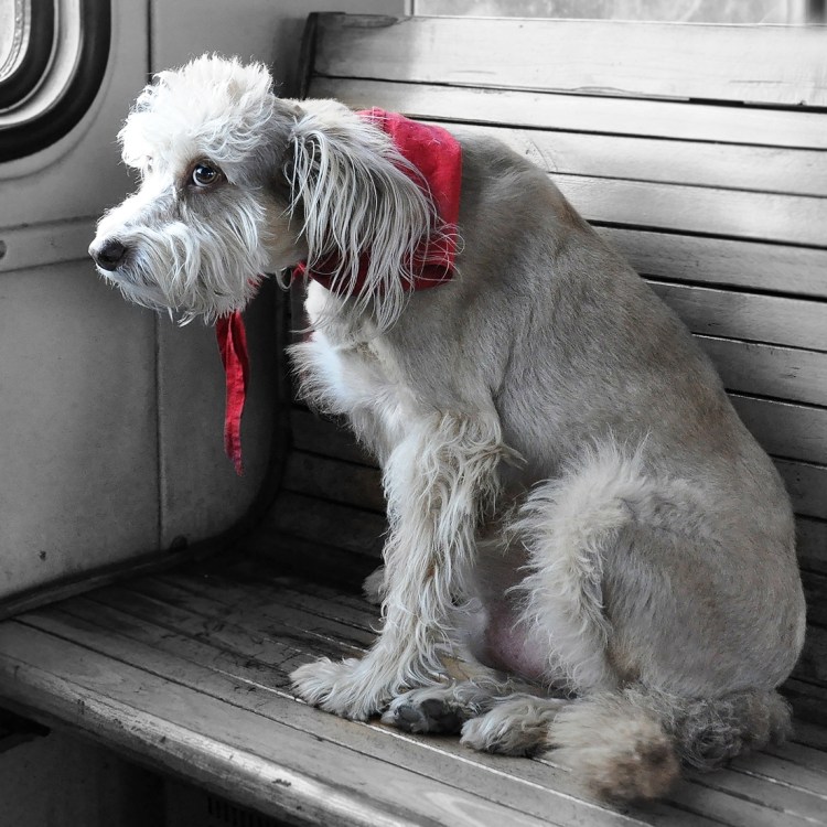 Собака на железной дороге