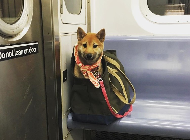 Сапсан места с животными