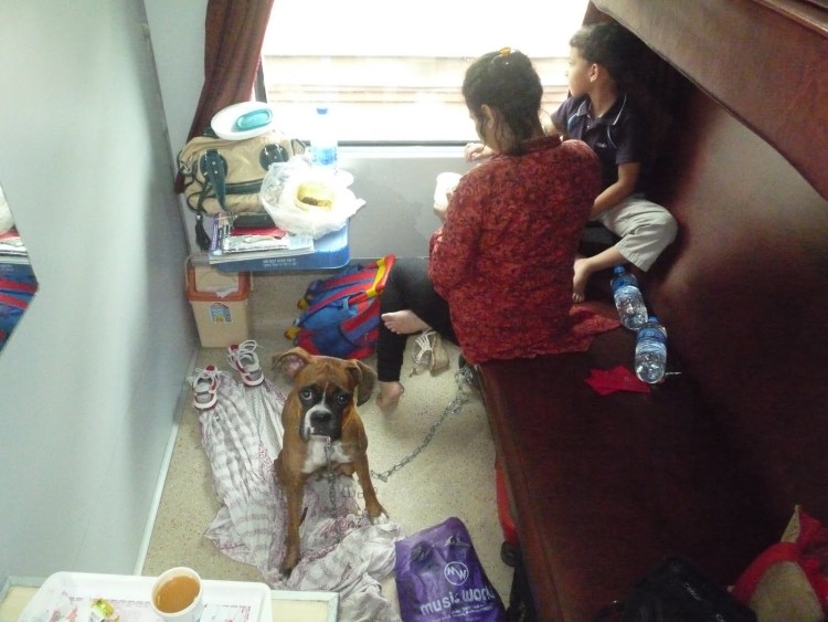 Собака в маршрутке