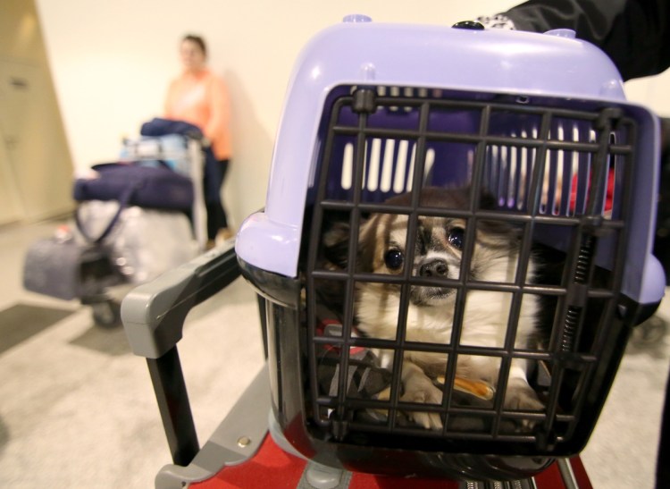 Собака Сибирский хаски поезде