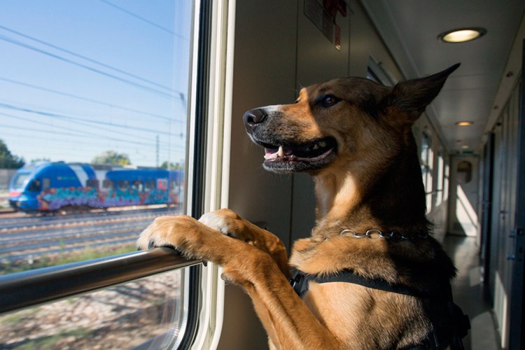 Вагон для животных