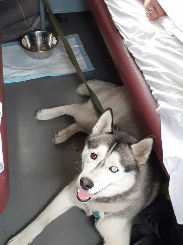 Собака в общественном транспорте