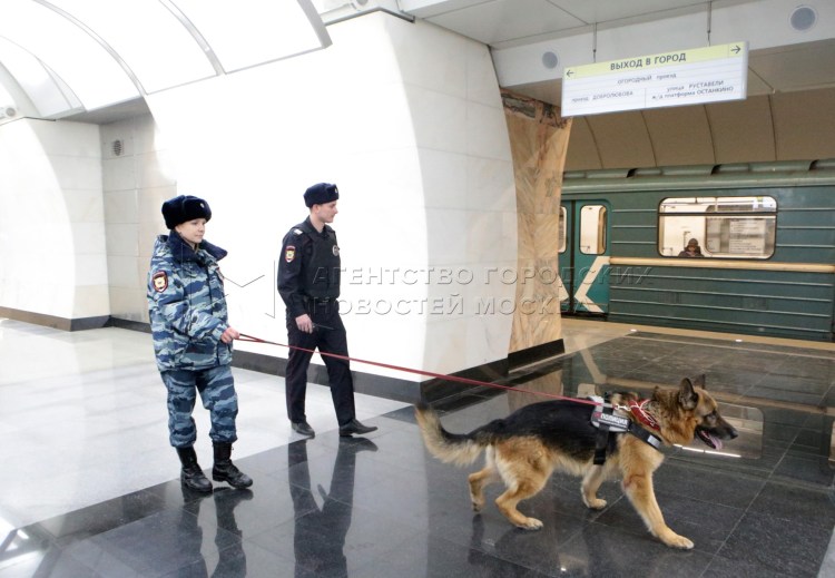 Животные в багажном отделении самолета