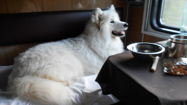 Собака в поезде