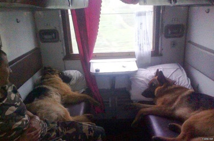 Купе в поезде для животных