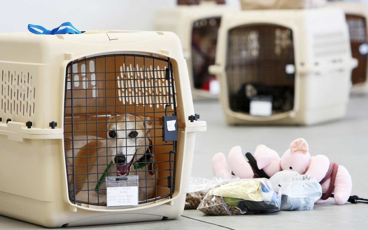 Животные в поезде