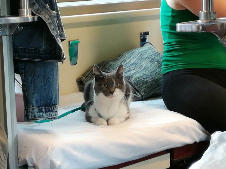 Стихотворение про овчарку