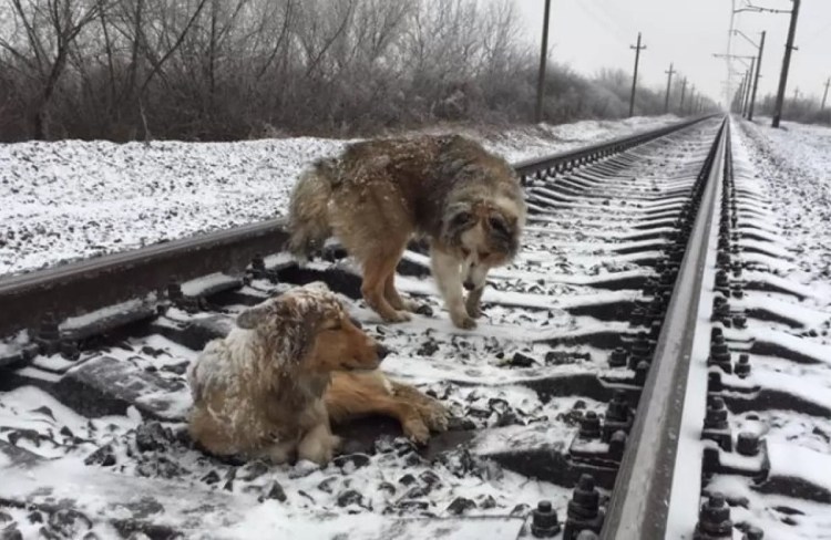 Собака в салоне самолета