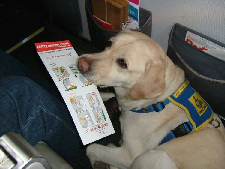 Животные и поезд прикол