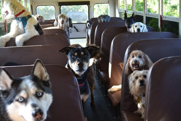 Вагон для животных