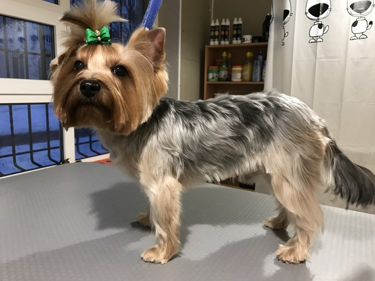 Йоркширский терьер стрижки