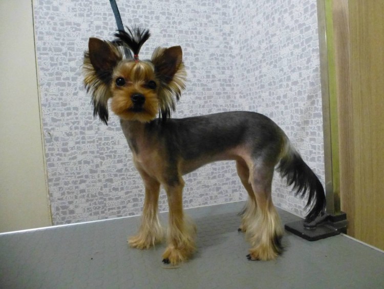 Йоркширский терьер стандарт длинные лапы