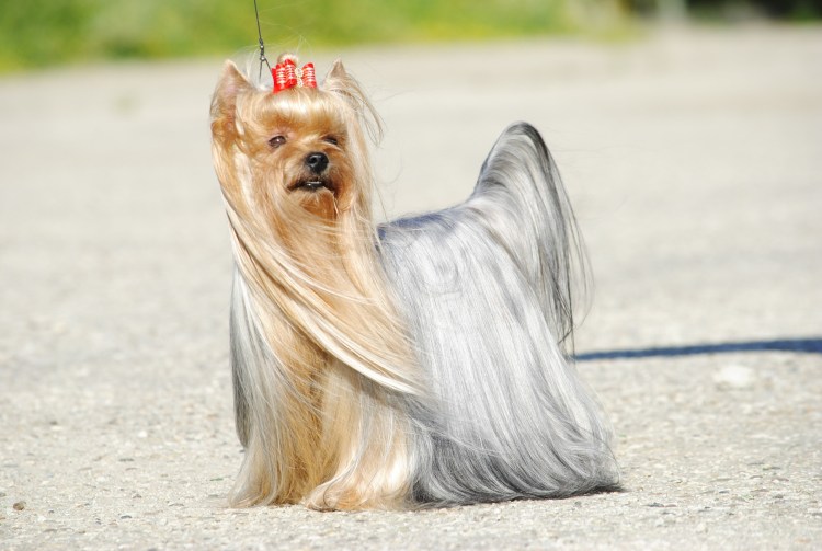 Йоркширский терьер с длинной шерстью