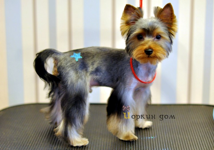 Йоркширский терьер с длинными лапами