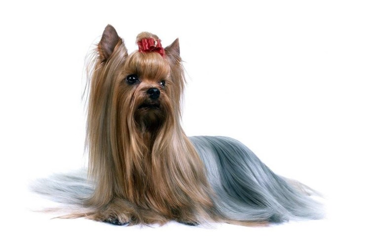 Лысый Йоркширский терьер