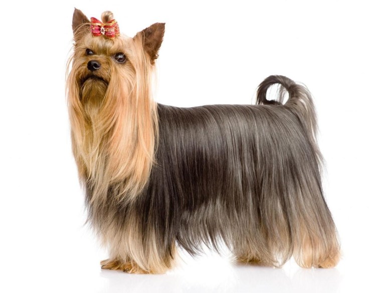 Йоркширский терьер стандарт стрижки