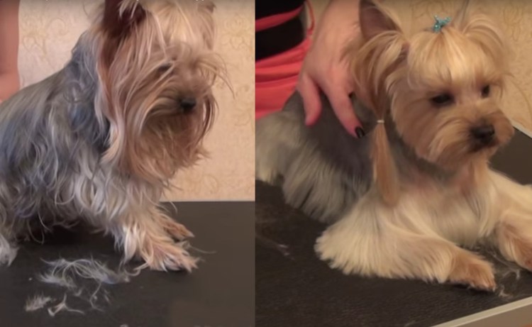 Нестриженный Йоркширский терьер