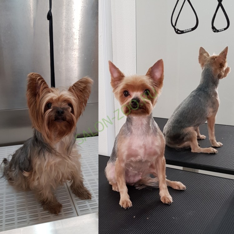 Йорки с длинными ногами