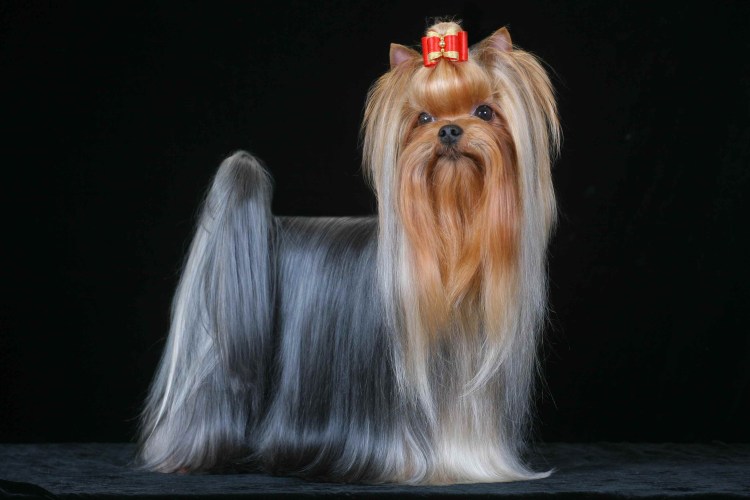 Стрижки йоркширского терьера девочки до и после