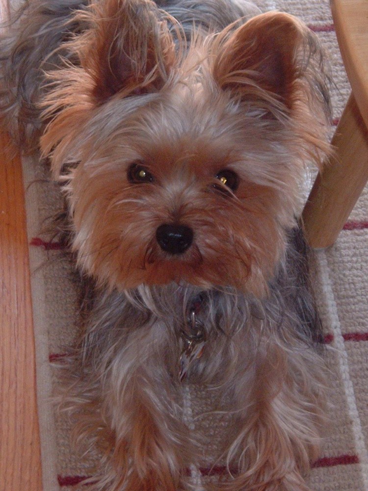Scottish Terrier Yorkie Mix