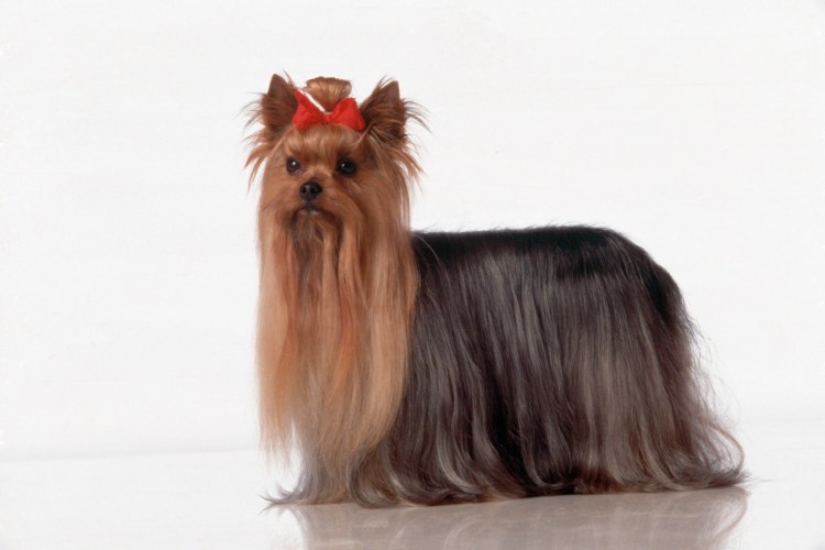 Йоркширский терьер с длинной шерстью