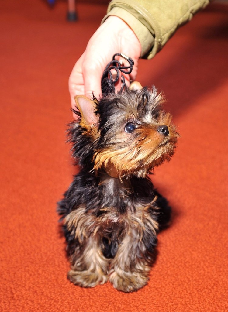 Собачка Йоркширский терьер мальчик