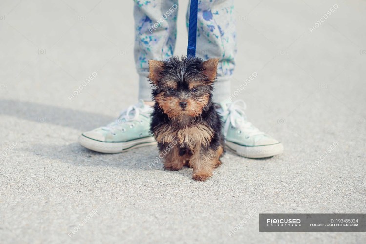 Йорк терьер сидит