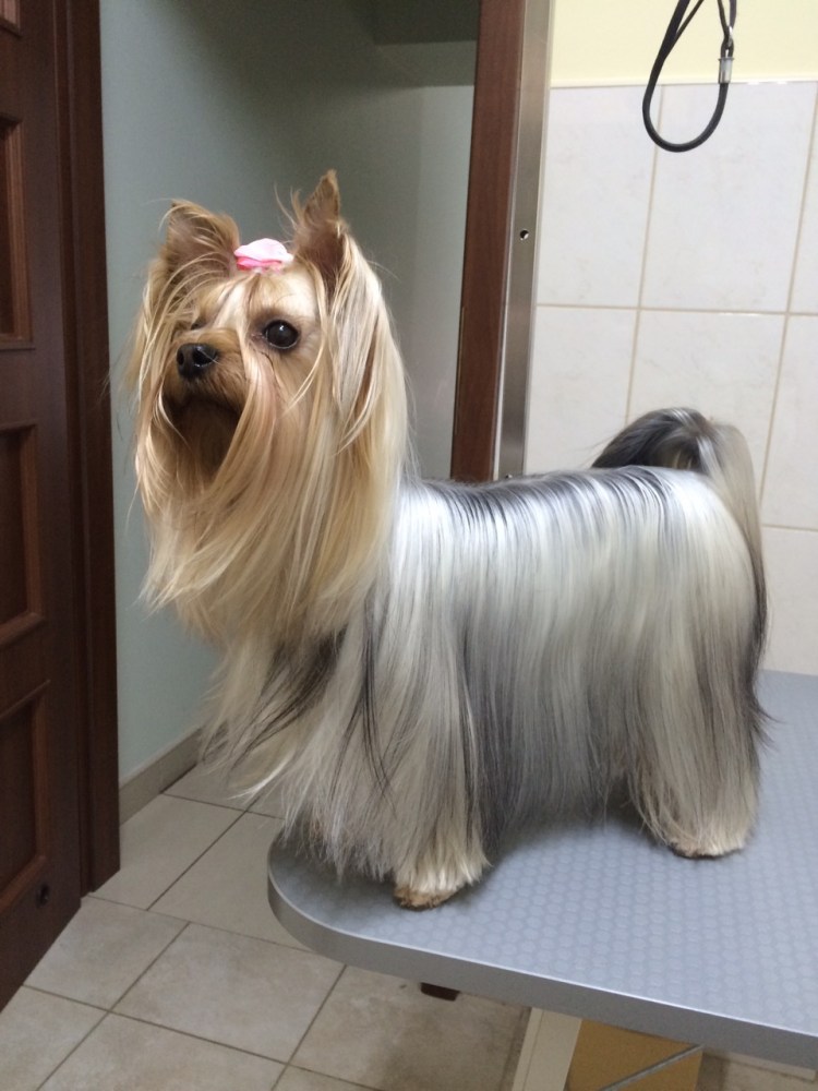 Йорк длинношерстный