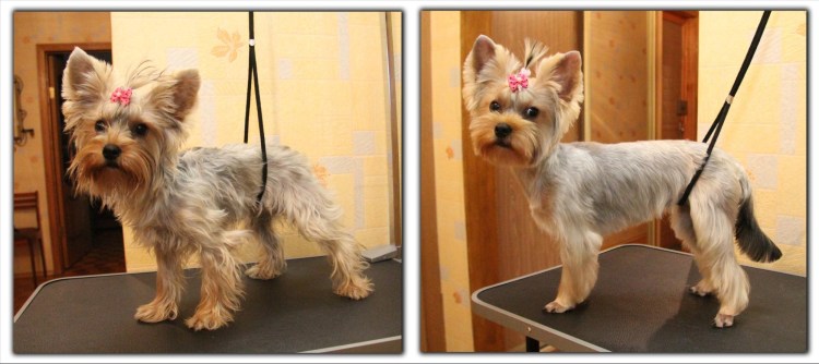 Щеночек Йорка сидит с открытым ртом