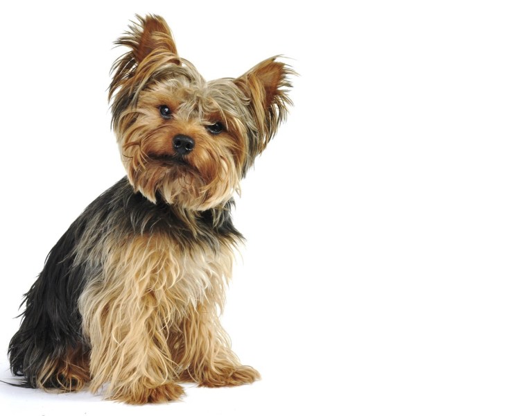 Собака в костюме адидас