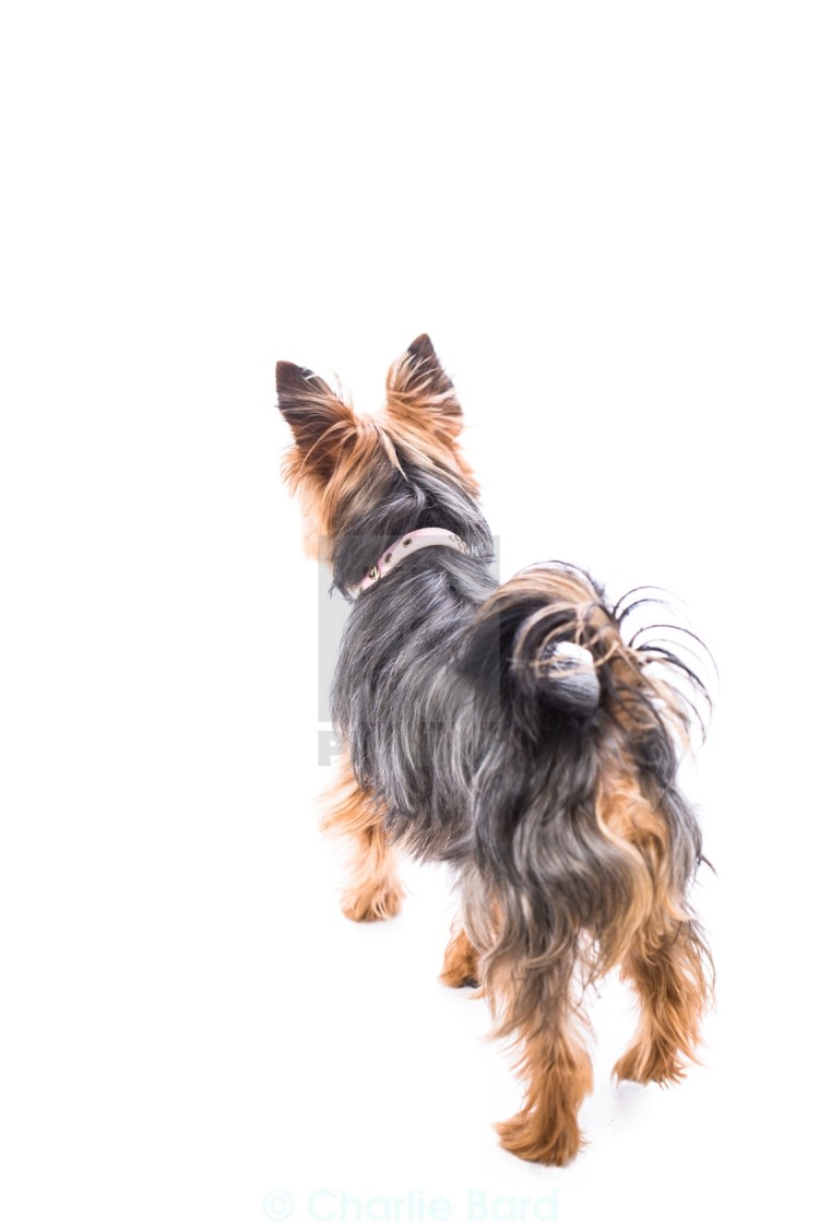 Собака русский той терьер