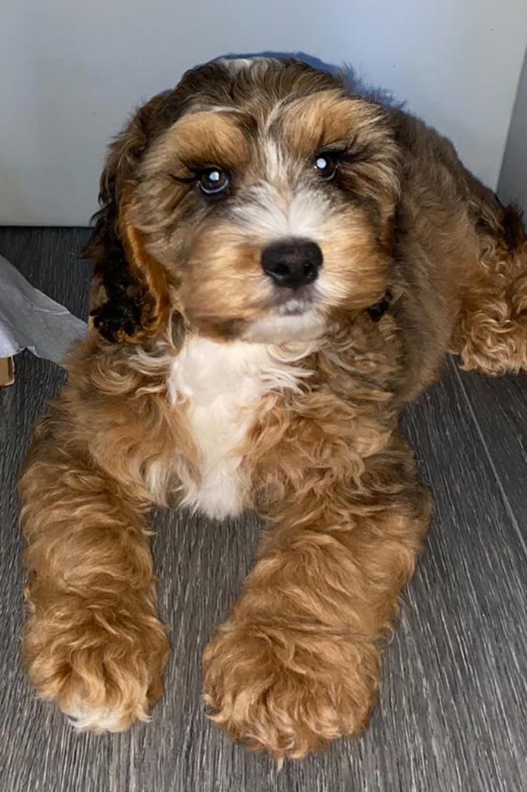 Собаки у которых длинные ресницы