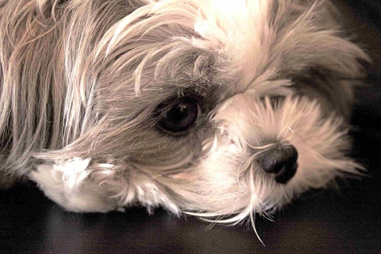 Собака с ресницами