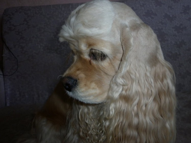 Американский кокер спаниель палевый