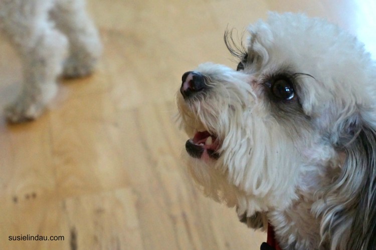 Собака с длинными ресницами