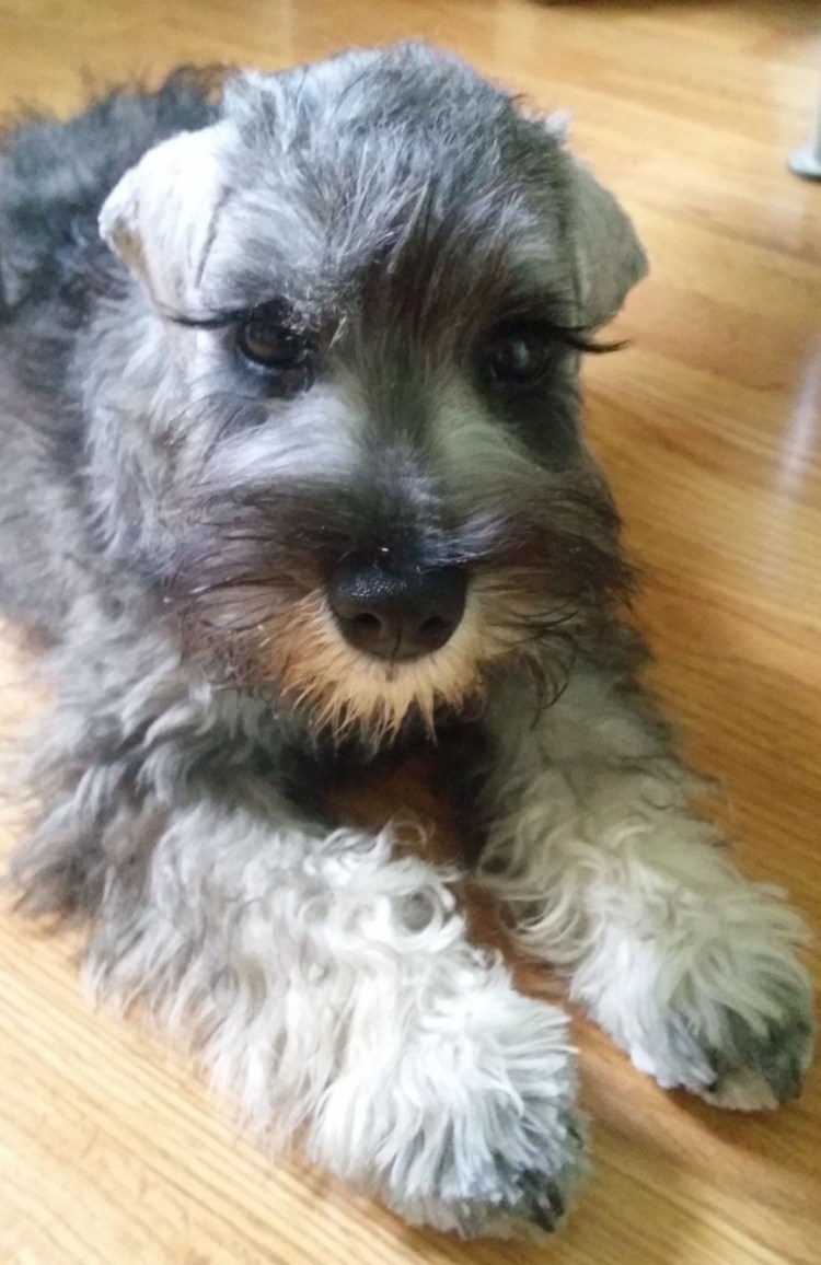 Ши тцу+Цвергшнауцер