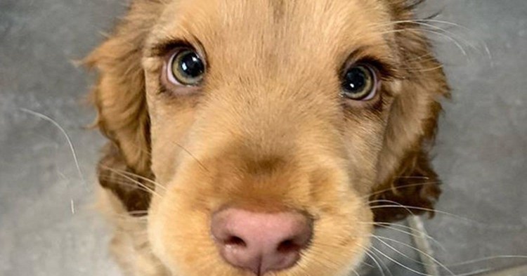 Английский кокер спаниель Винни