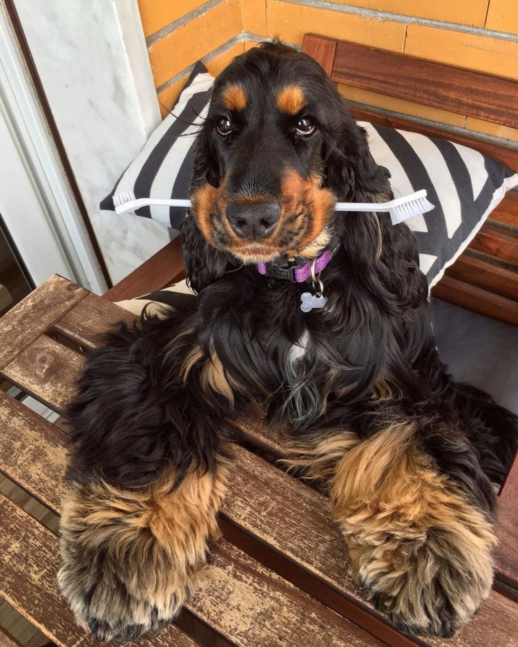 Английский кокер спаниель с длинными ресницами