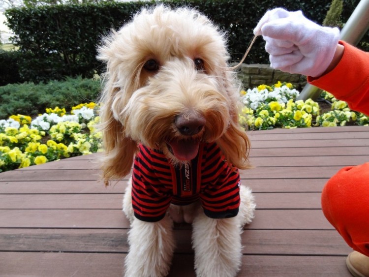 Лабрадудель с длинными ресницами