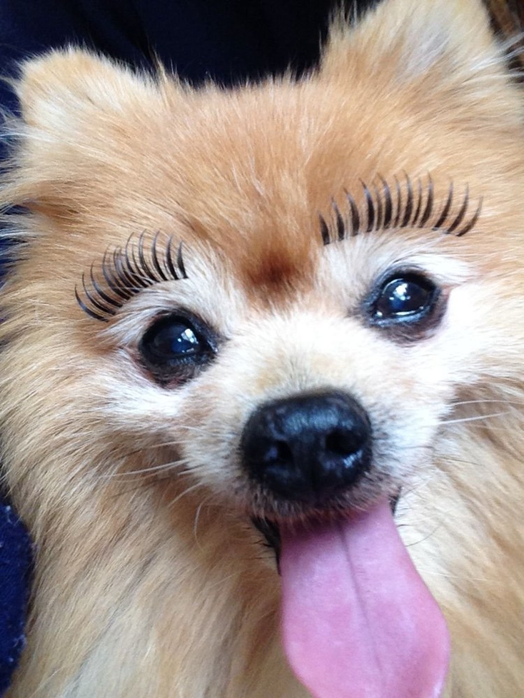 Животное с большими ресницами