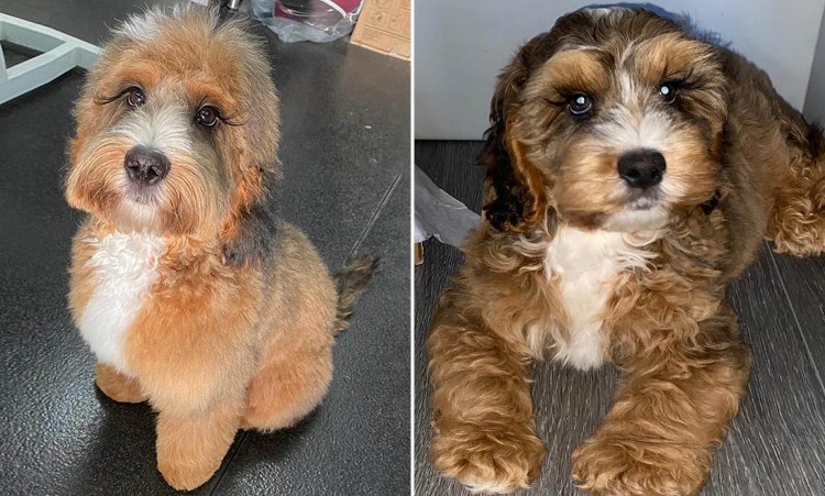 Собака с длинными ресницами