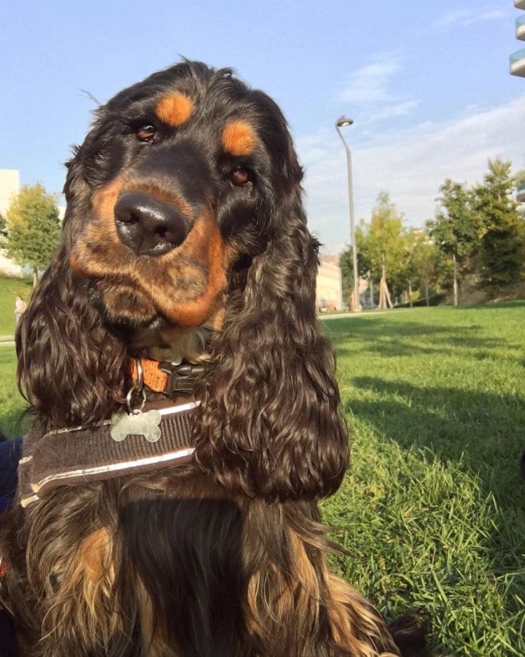 Кокер спаниель с длинными ресницами