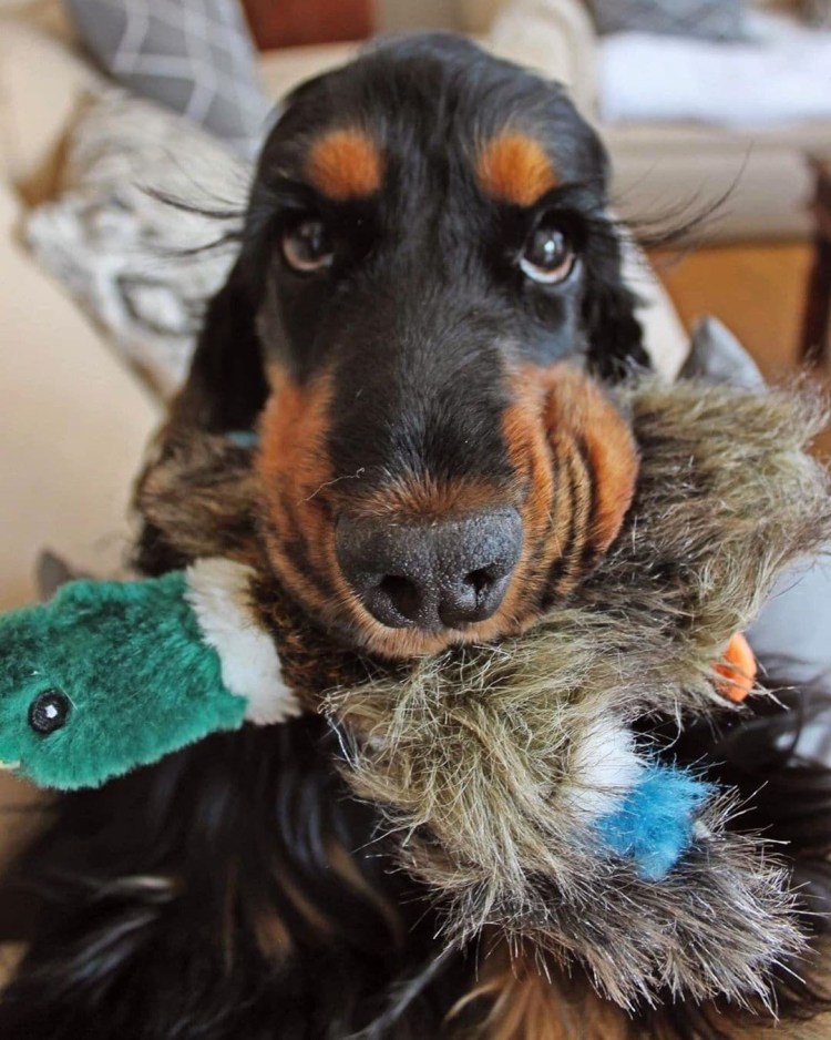 Кокер спаниель ресницы