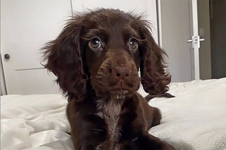 Спаниель с ресницами