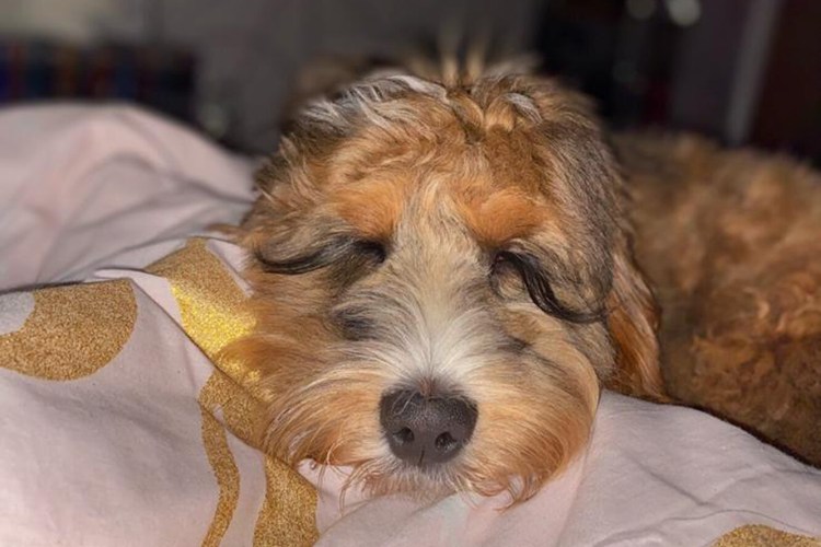 Собака с большими ресницами