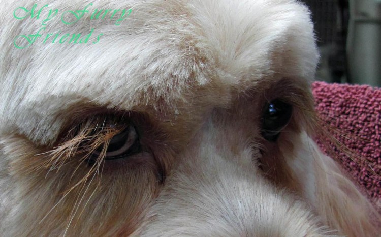 Порода собак с длинными ресницами